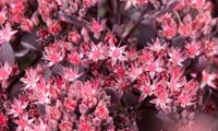 Plum Dazzled