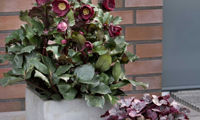HGC® Ice N' Roses® Barolo