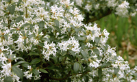 Burkwoodii