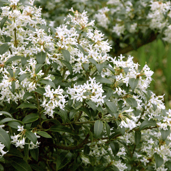 Osmanthus × burkwoodii (Османтус Берквуда)