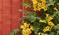 Golden Trumpet