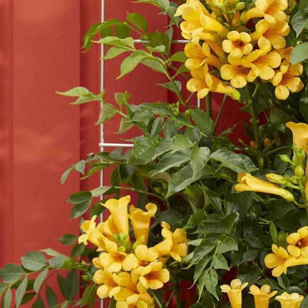 Golden Trumpet