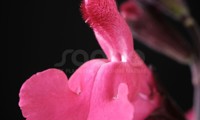 Magical® Amazone