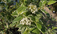 Sibirica Variegata