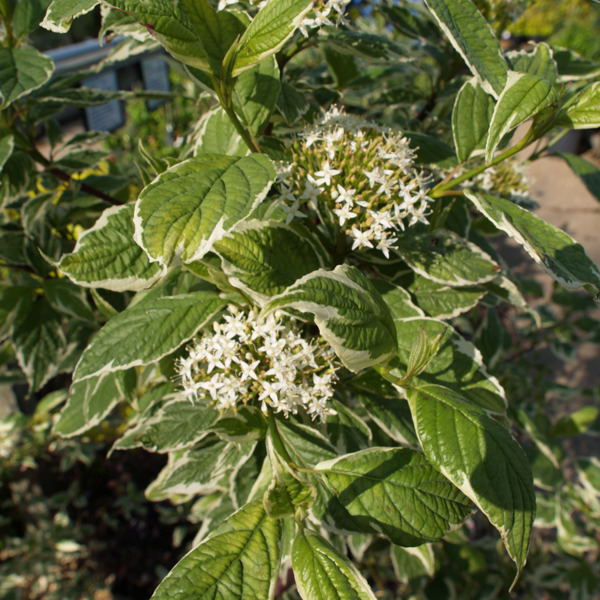 Sibirica Variegata