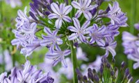 Everpanthus Poppin' Star