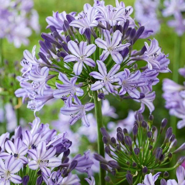 Everpanthus Poppin' Star