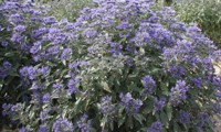 Grand Bleu®