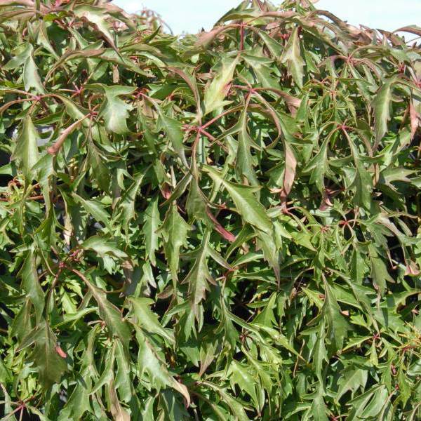 Parthenocissus quinquefolia (Дівочий виноград п’ятилисточковий)