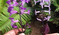 Magic Mona Purple