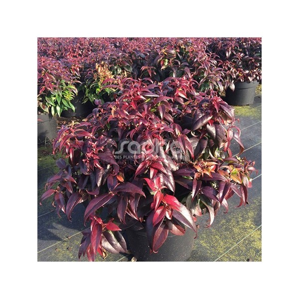 Leucothoe fontanesiana (Левкотое Фонтанеза)