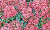 Raspberry Profusion