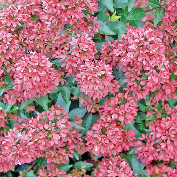 Raspberry Profusion