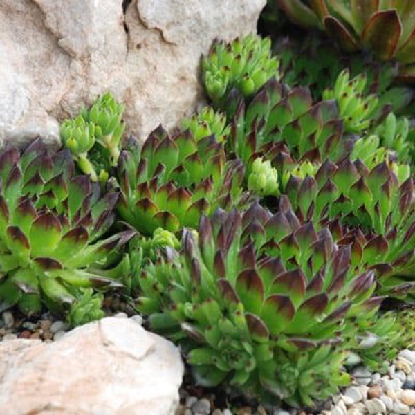 Sempervivum × (Молодило гібридне)