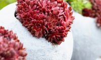 Colorockz Coral Red