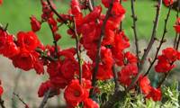 Rouge Baiser