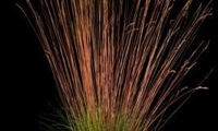 Sunrise (Festuca)