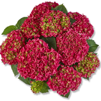 Saxon® Bright Red