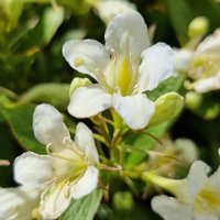 Picobella Bianco
