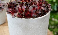 Colorockz Coconut Crystal