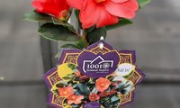 1001 Summer Nights Jasmine