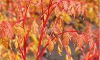 Coral Sun