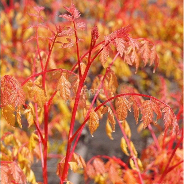 Coral Sun