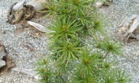 Sternschnuppe