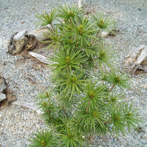 Sternschnuppe
