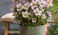 Rosemary