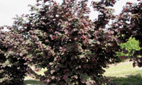 Purpurea