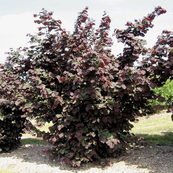 Purpurea