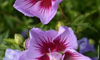 B’twist Lavender