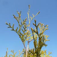 Golden Brabant
