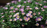 Jewel of Desert Rosequartz