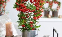 Red Star