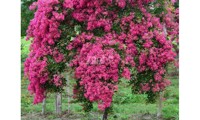 Mimie® Fuchsia