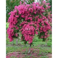 Mimie® Fuchsia