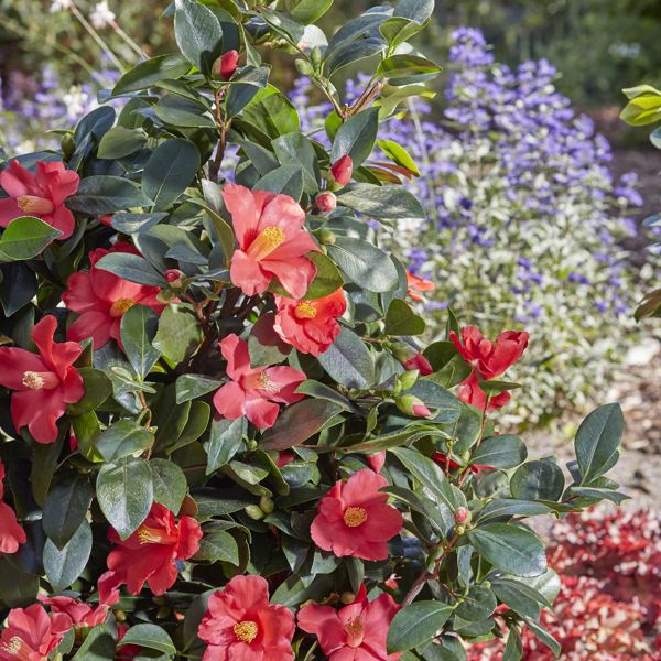 1001 Summer Nights Jasmine