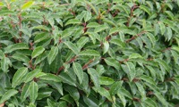 Angustifolia