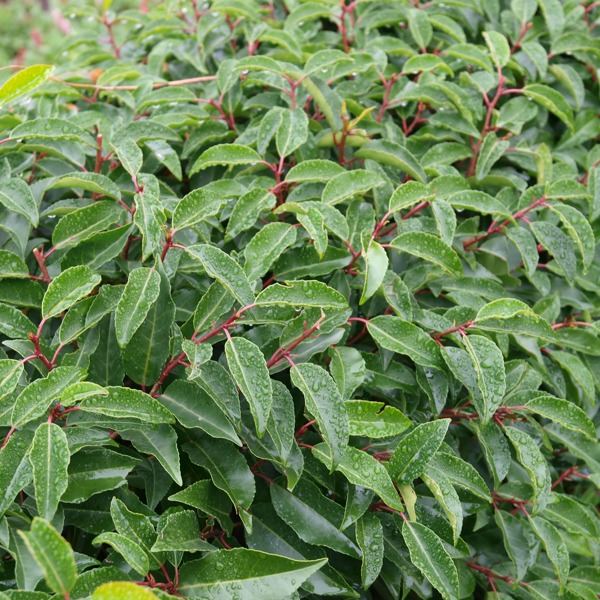 Angustifolia