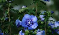 Beautifull Cobalt
