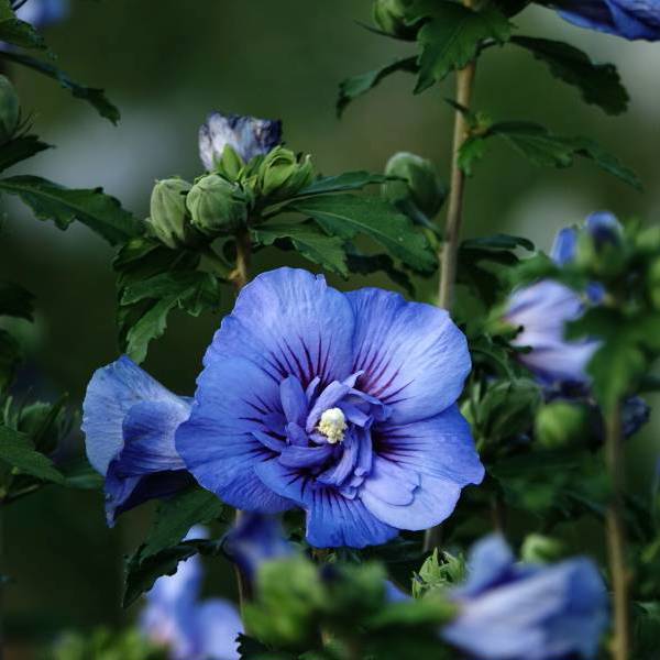 Beautifull Cobalt