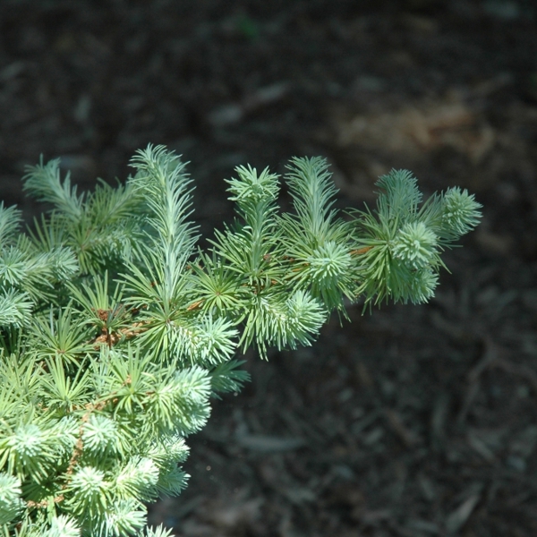 Larix kaempferi (Модрина японська)