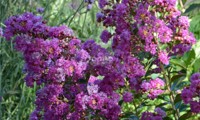 Violet d'Été