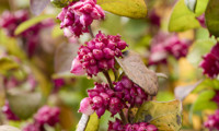 Little Berry