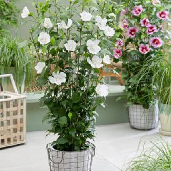 Flower Tower White