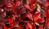 Redtorch