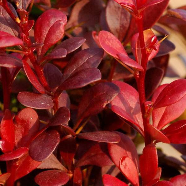 Redtorch