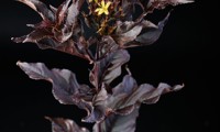 Magical® Starry Night